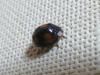 Harmonia axyridis